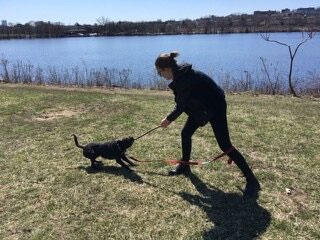 Dog and person playing with a stick.
