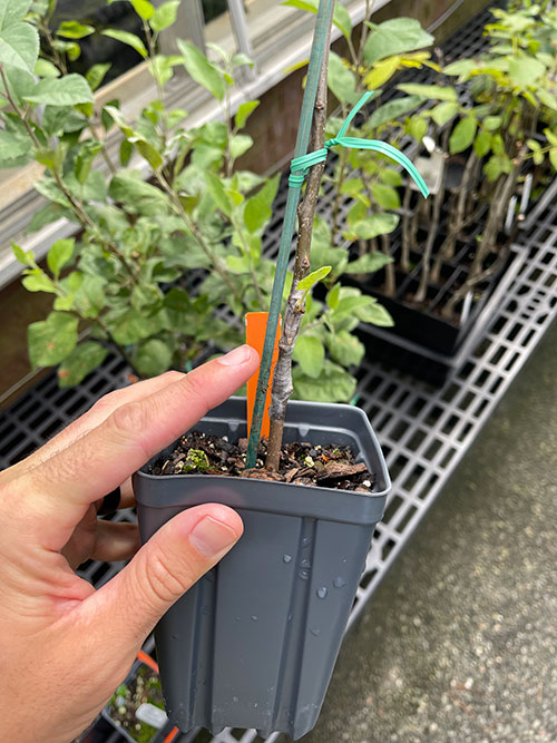 First successful bud graft at Harvard University’s Arnold Arboretum from the apple tree at Cambridge’s Tobin Montessori and Vassal Lane Upper Schools complex,