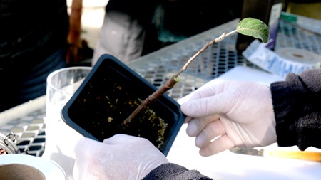 One of the grafted apple tree cuttings at the Mt. Auburn Cemetery greenhouses, Jan. 17, 2023.