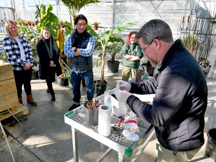 Jerry Mendenhall (right), Greenhouse Manager at Mt. Auburn Cemetery, grafts apple tree cuttings at the Mt. Auburn Cemetery greenhouses as IKD and Cambridge Arts staff watch, Jan. 17, 2023.