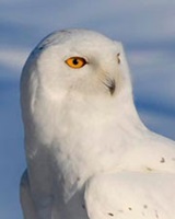 Event image for Vacation week program: Owls of the World - Who's Watching You? (O'Neill)