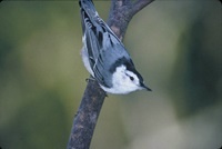 Event image for Spring Bird Watching Walk at Mount Auburn Cemetery (Collins)