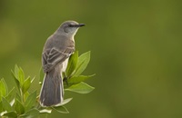 Event image for Morning Bird Watching Walk at Mount Auburn Cemetery (Collins)