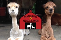 Event image for April Vacation: Harvard Alpaca Ranch (Valente)