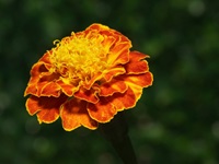 Event image for CPL Nature Club: Plant a Seed, Grow a Flower (O'Connell)