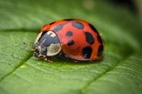 Event image for CPL Nature Club: Bug Walk and Story Time (O'Neill)