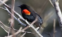 Event image for CPL Nature Club: Morning Bird Watching Walk at Mount Auburn Cemetery (Collins)