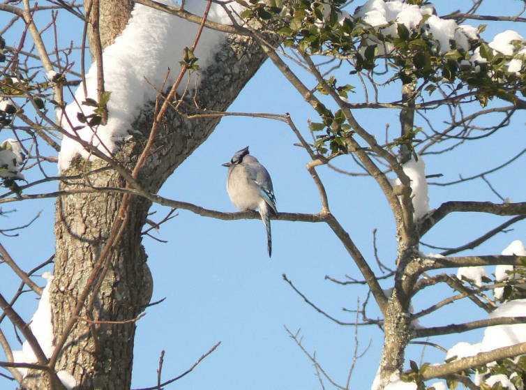 Calendar event image