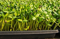 Event image for Urban Gardening: Grow Your Own Sprouts (Virtual)