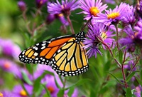 Event image for Urban Gardening: Plant for Native Pollinators (Virtual)