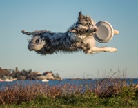 Event image for Flying High Dogs at Rindge Field! (O'Neill)