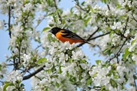 Event image for POSTPONED: Fall Bird Watching Walk at Mt. Auburn Cemetery (Collins)