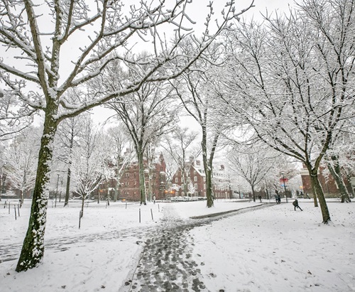 Winter Harvard Yard by Kyle Klein