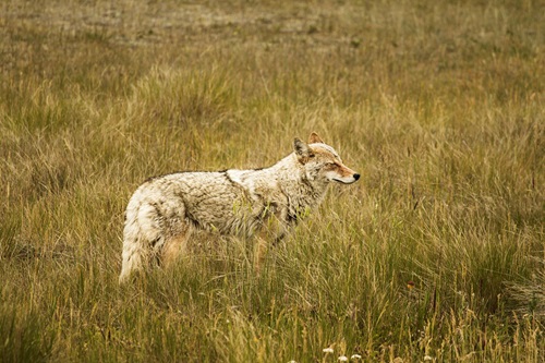 coyote standing in the grass facing right