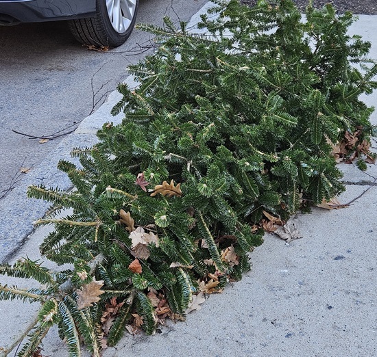 Christmas tree on sidewalk 1