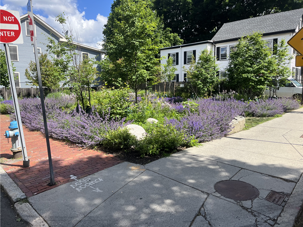 A pollinator garden with flowering native purple plants and young trees in the background.
