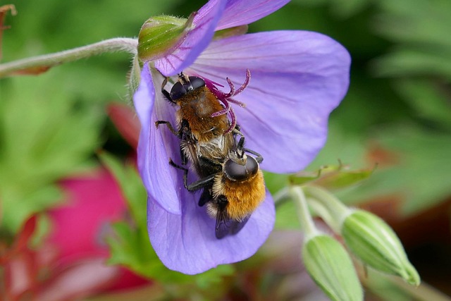 Pollinator Support 3-23-2026
