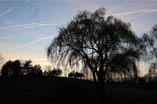 Picture of Weeping Willow at Danehy Park