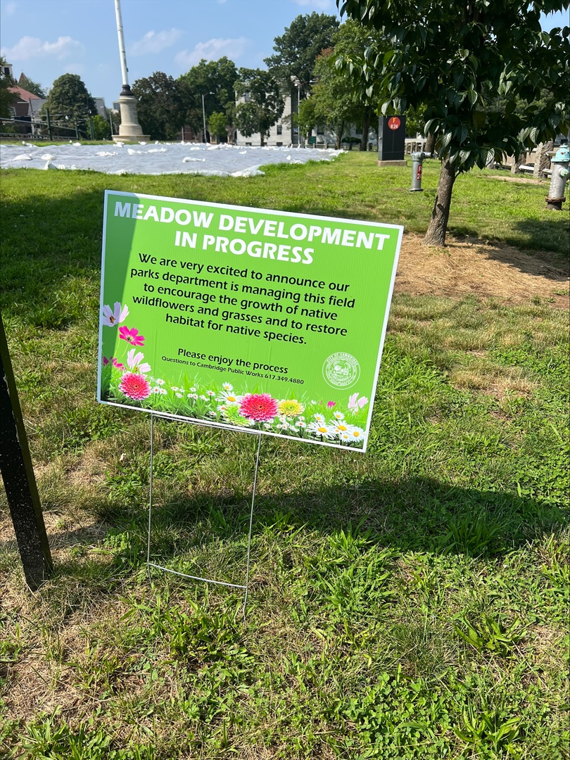 Meadow Developing in Flagstaff Park to Restore Habitat