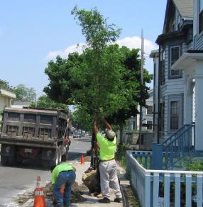 New young tree being planted on Prospect Street