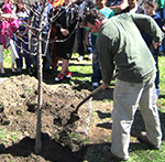 City Arborist planting tree Arbor Day 2011