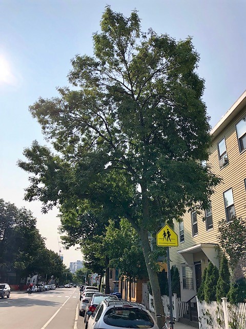Ash Tree on Hampshire St.