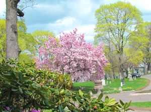 Cemetery trees spring 2011