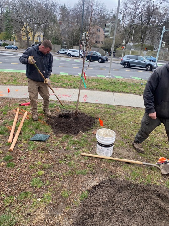 Image of staff planting a tree using finished compost from the City of Cambridge Yard Waste Program. The compost was used to plant 475 trees in fall 2021.