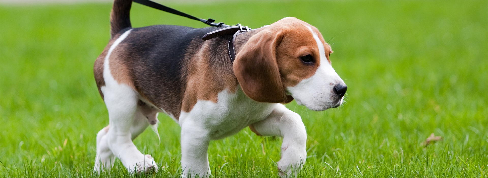 Photo of a dog holding its leash in its mouth