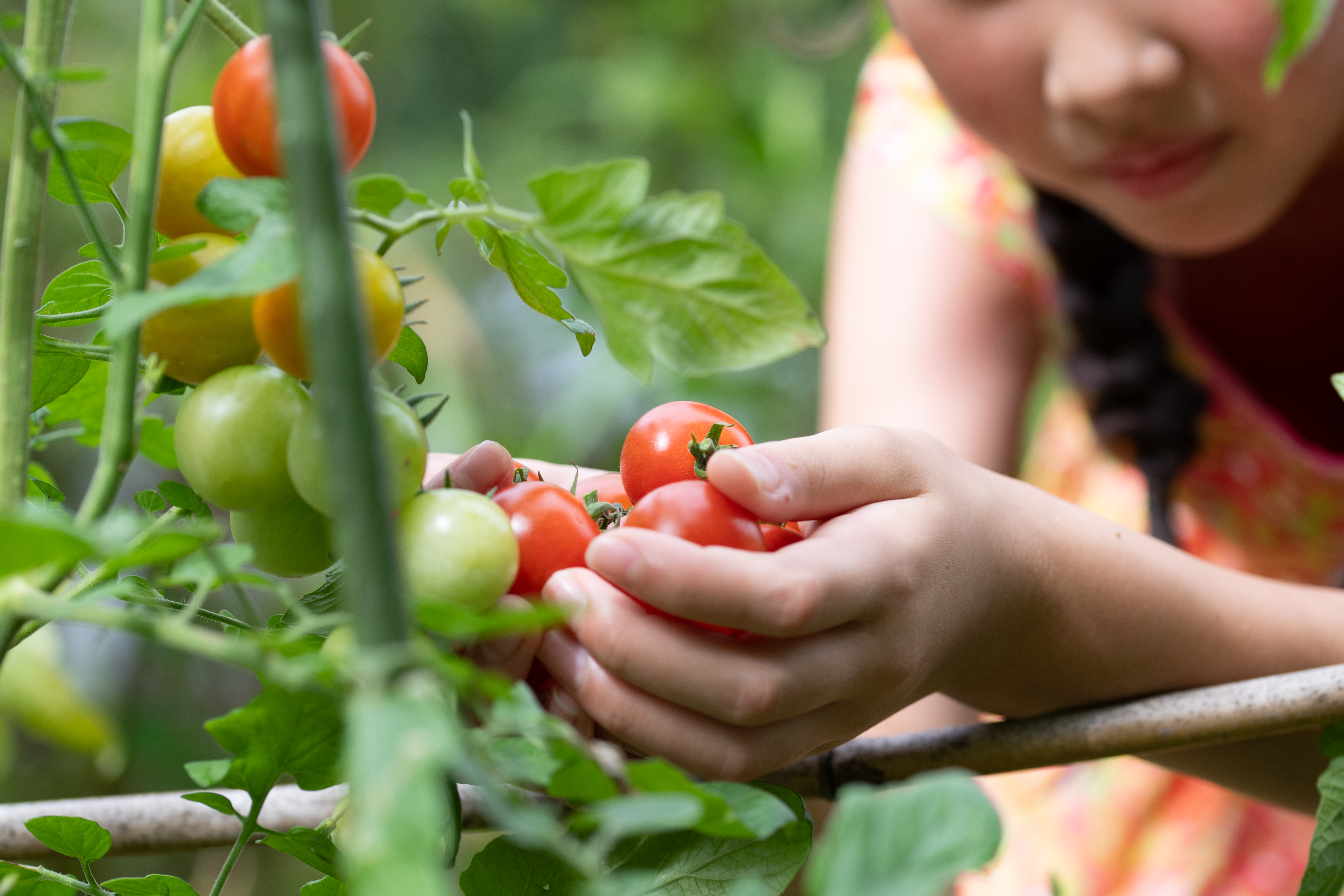 A child picking tomatoes off a vine