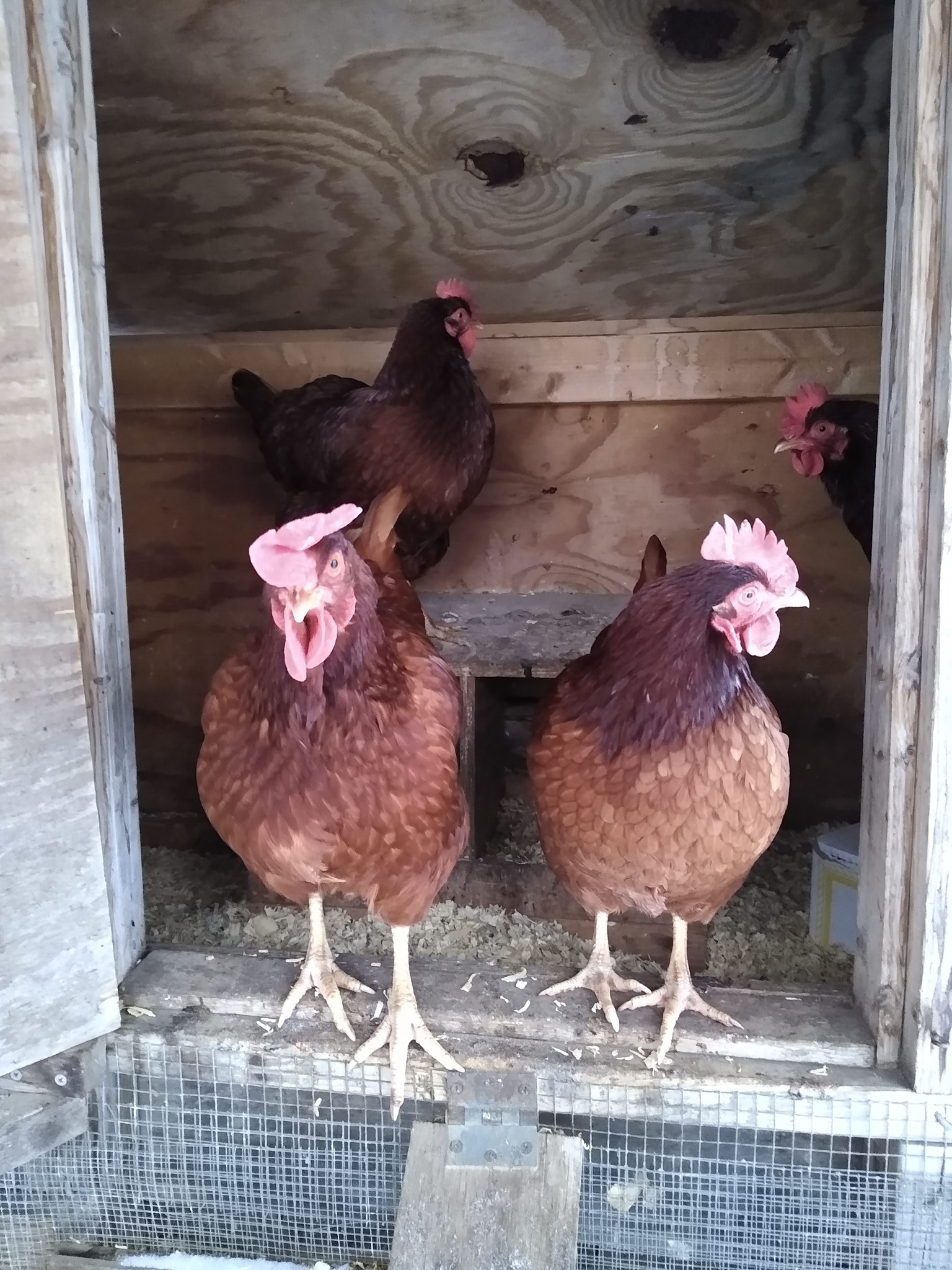 Some of the chickens Cambridge Climate Chief Julie Wormser keeps at her home.