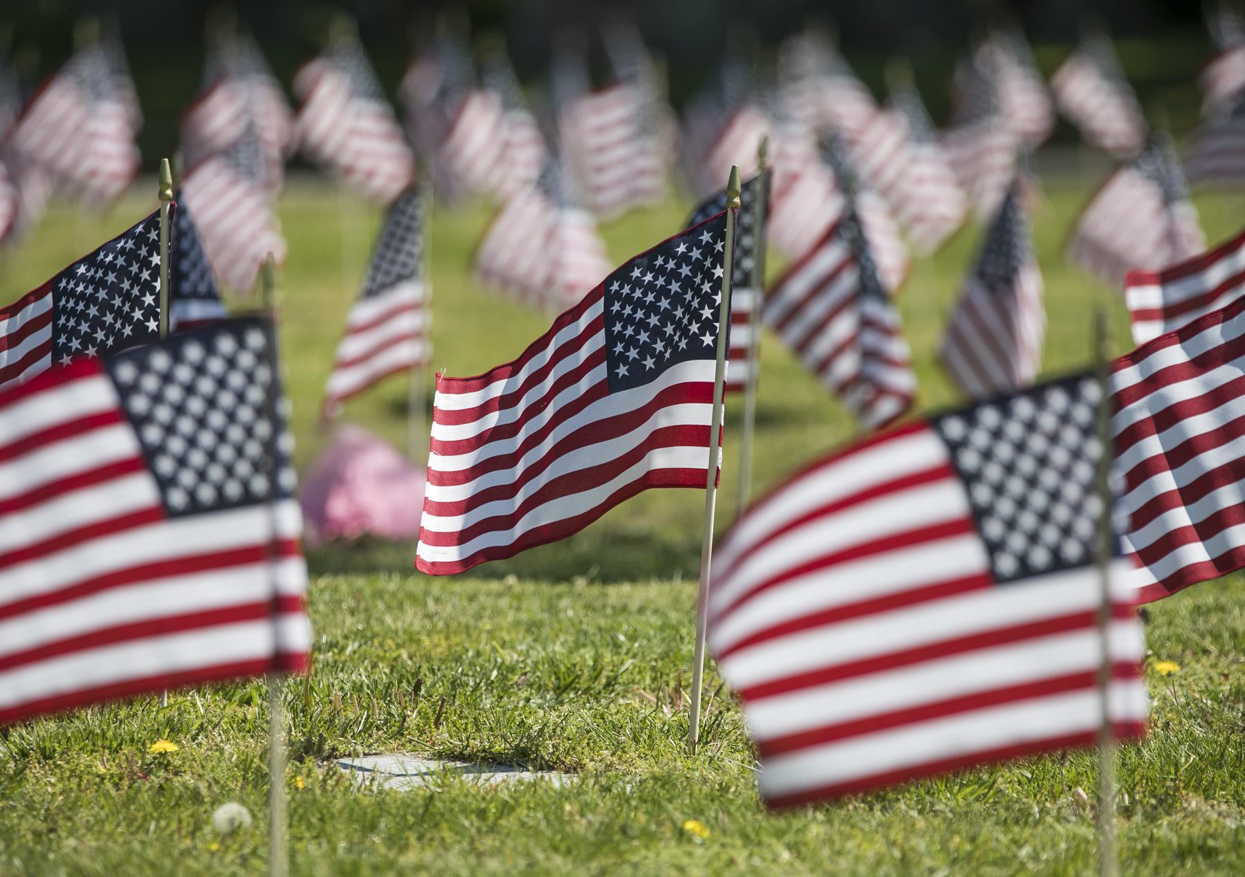Memorial Day Grave Flags. Photo by Kyle Klein