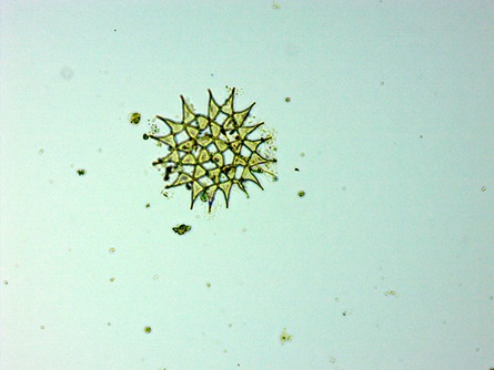 Pediastrum
