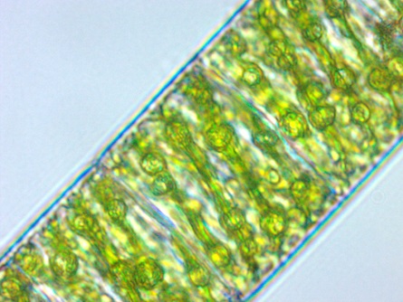 Spirulina magnified view