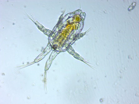 Zooplankton