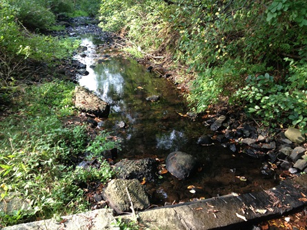 Very low flow at Lexington Brook. Photo taken on August 27, 2013.