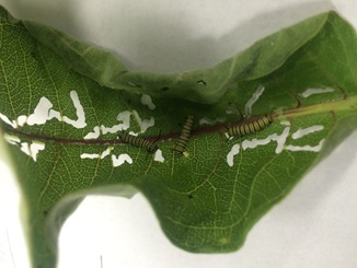 Monarch caterpillars eating a milkweed leaf