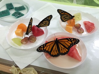 Adult butterflies feeding on cut fruit