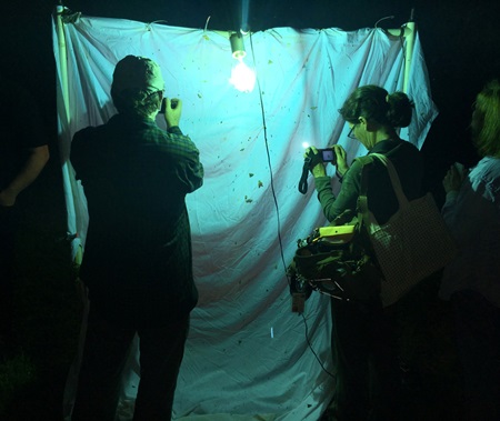 Cataloging nocturnal insects with citizen science 