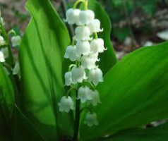 european lily of the valley