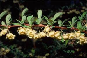 japanese barberry