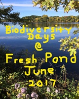 Fresh Pond Biodiversity Days 2017