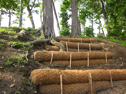 Coir rolls viewed from the bottom of Glacken Slope.