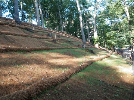 Native species are planted on top of the fabric and coir rolls to stabilize the soils.