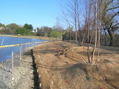 Tree placement and soil stabilization fabric along perimeter road side of the Pond.