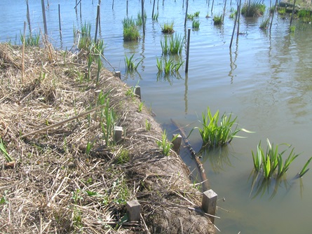 Wetland plantings one year later.