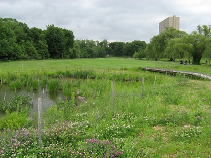 Southern emergent wetland, seen on Bioengineering Sitewalk.