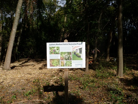 Lusitania Woodland with poster.