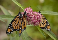 monarch butterfly pair