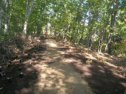 Plantings placed along Beech Path.